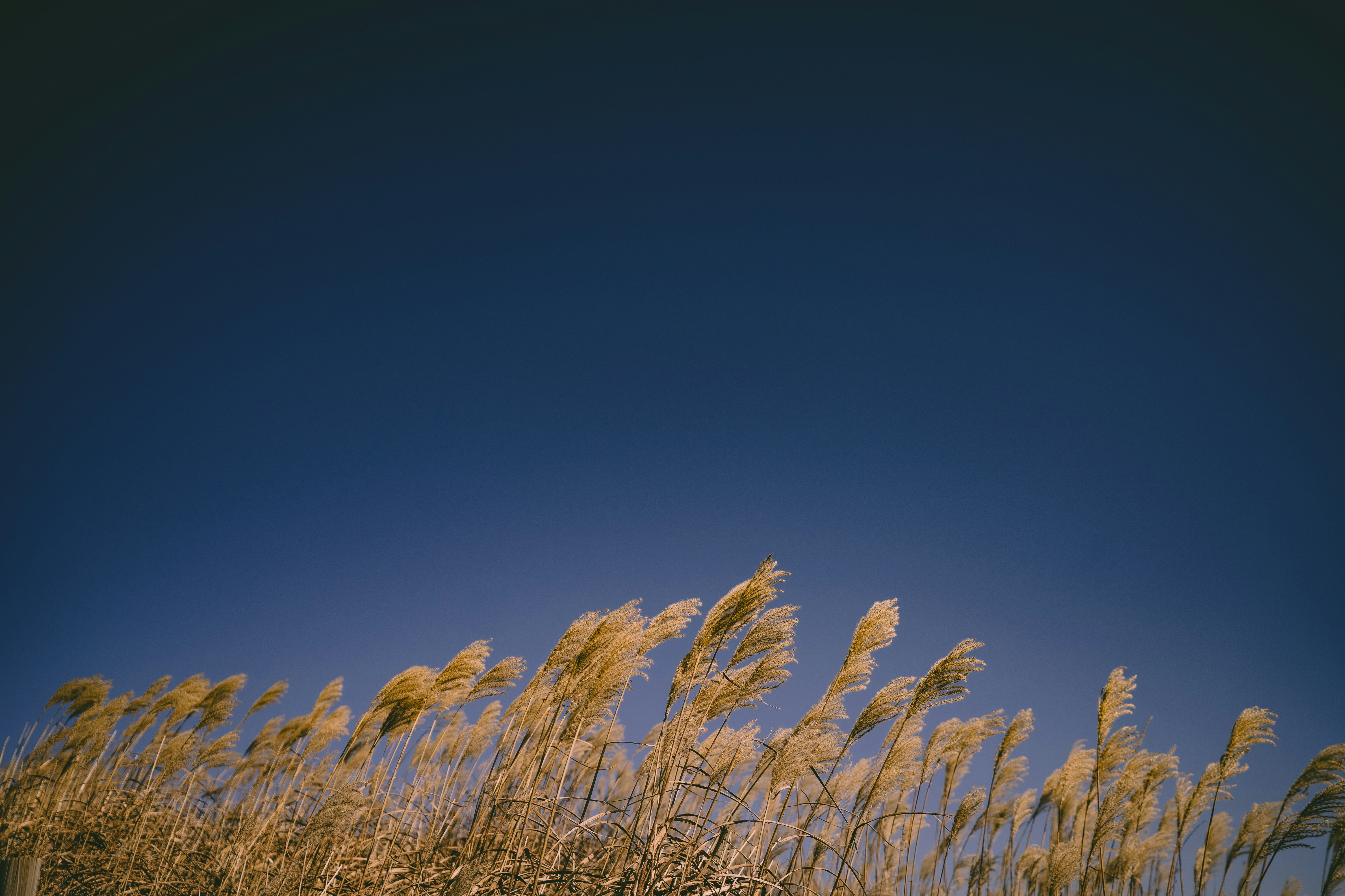 brown wheat field under blue sky during daytime